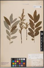 Foto von Salix caprea L. x Salix eleagnos Scop.